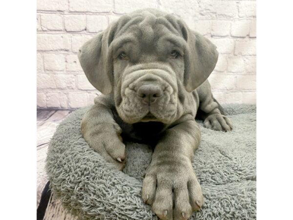 Neapolitan Mastiff DOG Male Blue 7490 Petland Ashland, Kentucky