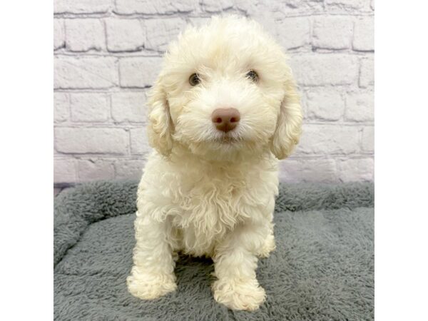 Poodle DOG Male Apricot 7488 Petland Ashland, Kentucky