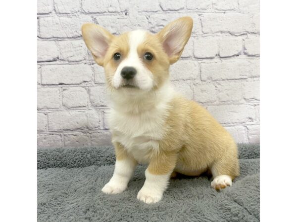 Pembroke Welsh Corgi DOG Female Red / White 7487 Petland Ashland, Kentucky