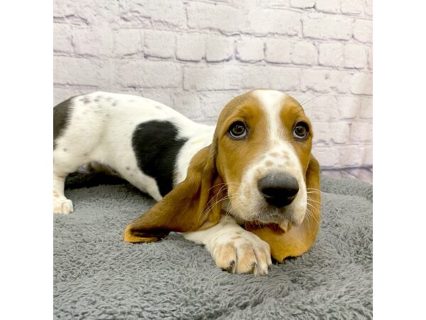 Basset Hound DOG Female Black Tan / White 7486 Petland Ashland, Kentucky