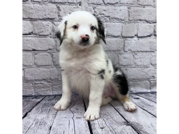 Australian Shepherd-DOG-Male-Blue Merle-7497-Petland Ashland, Kentucky