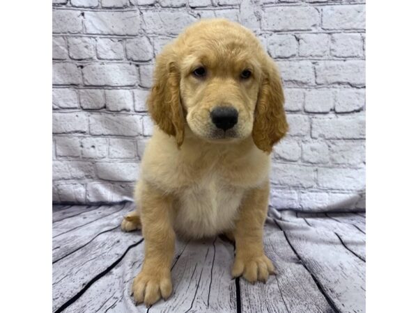 Golden Retriever DOG Female Golden 7498 Petland Ashland, Kentucky