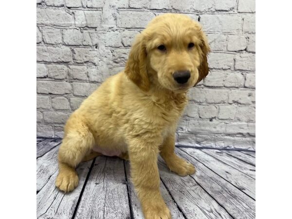 Golden Retriever DOG Male Golden 7499 Petland Ashland, Kentucky