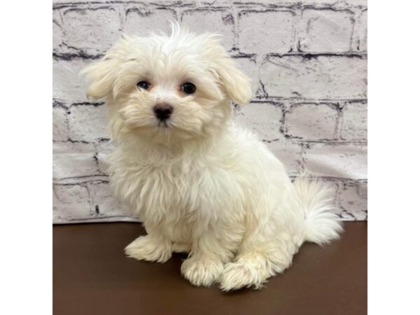 Maltese DOG Female White 7500 Petland Ashland, Kentucky