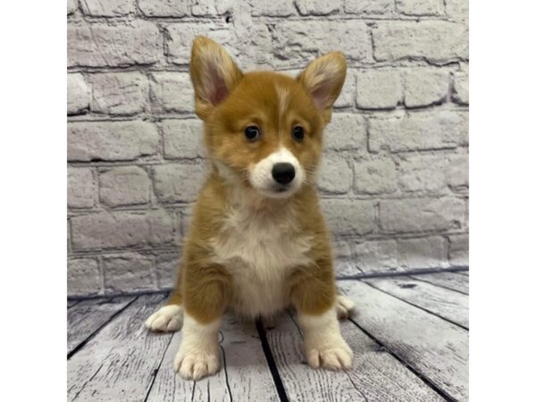 Pembroke Welsh Corgi DOG Female Red Sable 7501 Petland Ashland, Kentucky