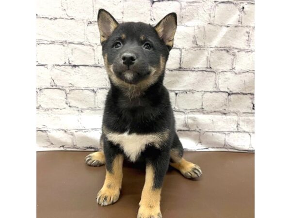 Shiba Inu DOG Female Black / Tan 7502 Petland Ashland, Kentucky