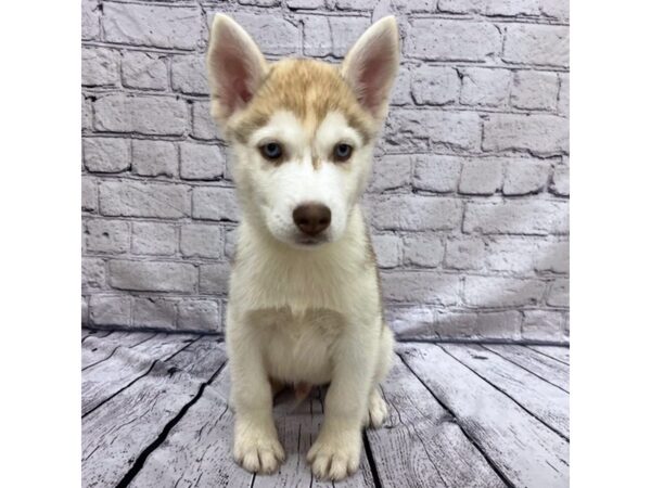 Siberian Husky DOG Male Red / White 7503 Petland Ashland, Kentucky