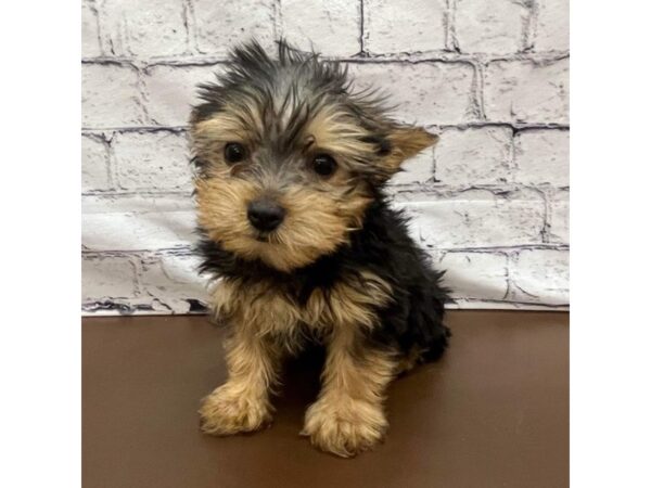 Yorkshire Terrier DOG Male Black / Tan 7504 Petland Ashland, Kentucky