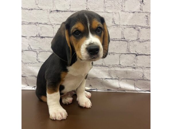 Beagle DOG Male Black Tan / White 7505 Petland Ashland, Kentucky