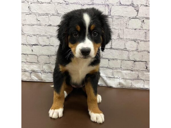 Bernese Mountain Dog DOG Female Tri-Colored 7507 Petland Ashland, Kentucky