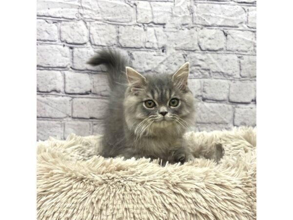 Persian-CAT-Male-Blue-7525-Petland Ashland, Kentucky