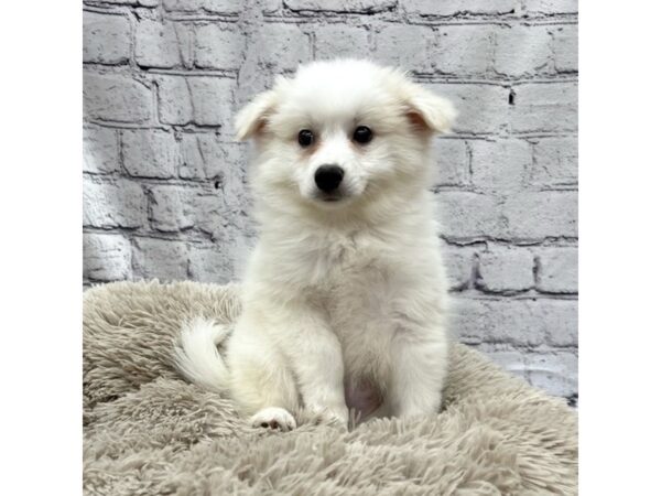 American Eskimo Dog DOG Female White 7523 Petland Ashland, Kentucky