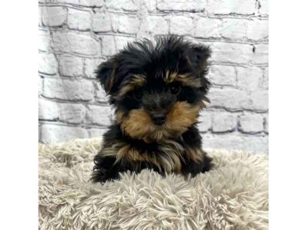 Yorkshire Terrier DOG Male Black / Tan 7511 Petland Ashland, Kentucky