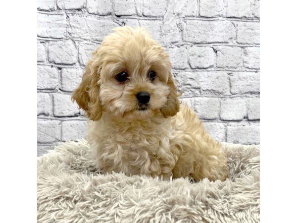 Cavachon DOG Female Apricot 7508 Petland Ashland, Kentucky