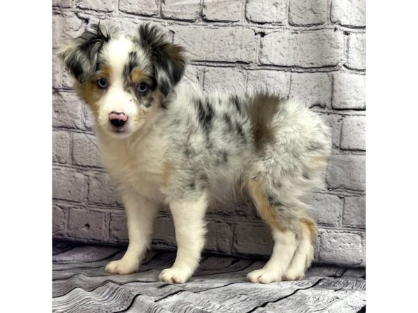 Miniature Australian Shepherd-DOG-Female-Blue Merle-7514-Petland Ashland, Kentucky