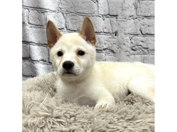 Shiba Inu DOG Female Cream 7516 Petland Ashland, Kentucky