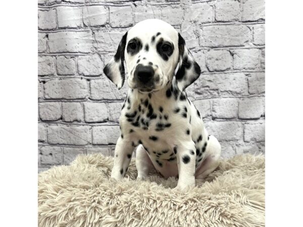 Dalmatian DOG Female Black / White 7519 Petland Ashland, Kentucky