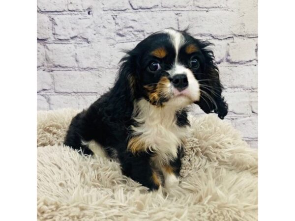 Cavalier King Charles Spaniel-DOG-Male-Black White / Tan-7521-Petland Ashland, Kentucky