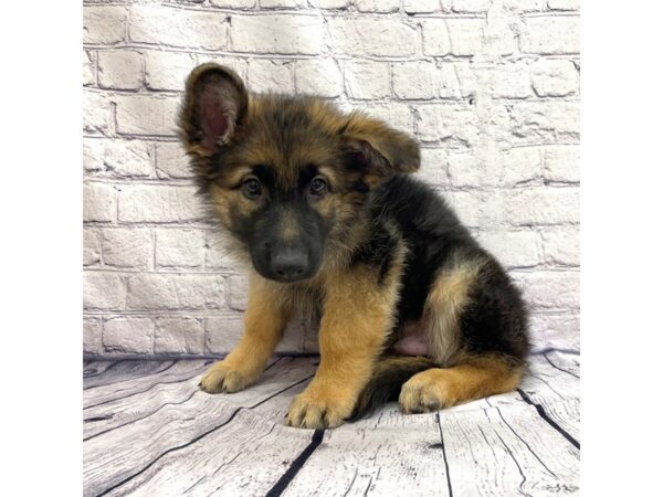 German Shepherd Dog DOG Male Black / Tan 7509 Petland Ashland, Kentucky