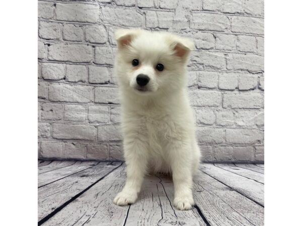 American Eskimo Dog-DOG-Female-White-7510-Petland Ashland, Kentucky