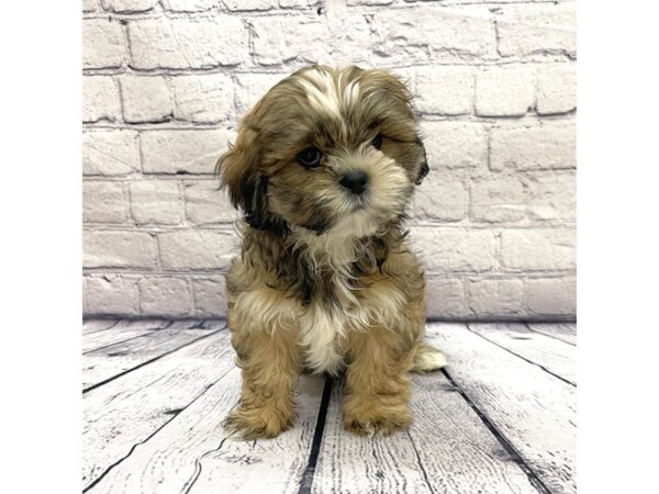 Lhasa Apso-DOG-Female-Golden-7512-Petland Ashland, Kentucky