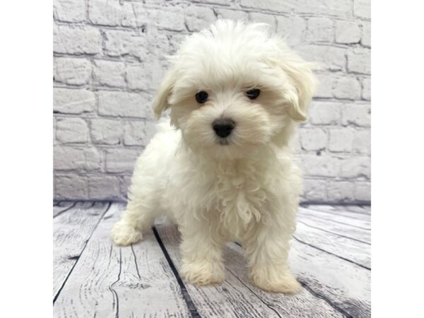 Maltese DOG Male White 7513 Petland Ashland, Kentucky