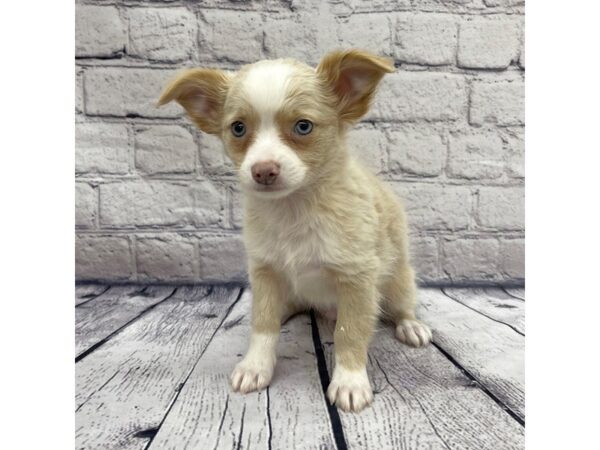 Chihuahua DOG Male Cream 7518 Petland Ashland, Kentucky