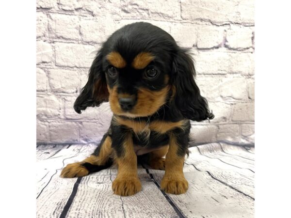 Cavalier King Charles Spaniel DOG Female Black / Tan 7522 Petland Ashland, Kentucky