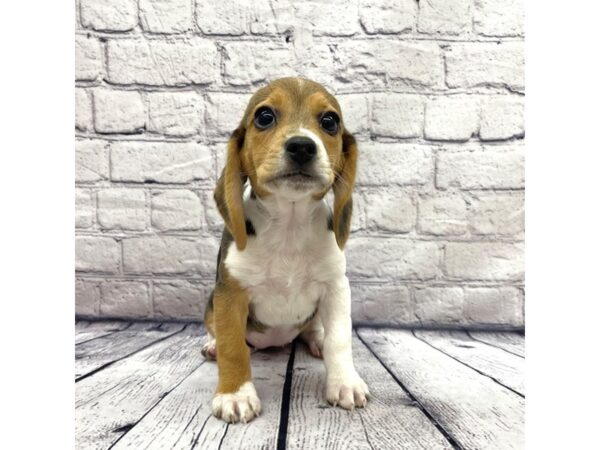 Beagle DOG Female Black White / Tan 7524 Petland Ashland, Kentucky