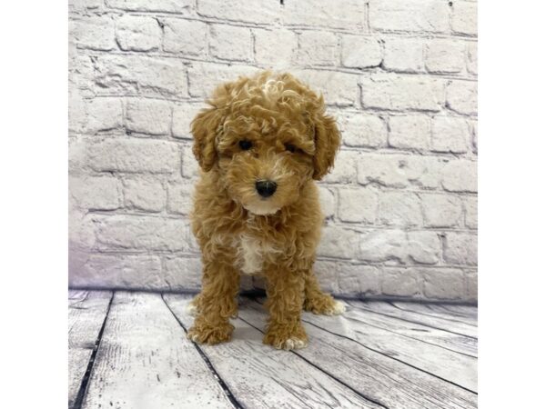 Toy Poodle-DOG-Male-Red / White-7526-Petland Ashland, Kentucky