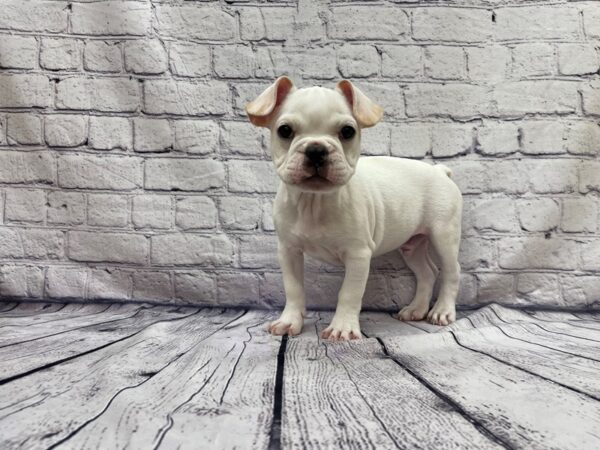 French Bulldog DOG Male White 7493 Petland Ashland, Kentucky