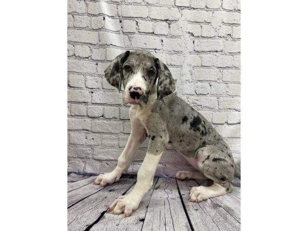 Great Dane DOG Female Merlequin 7506 Petland Ashland, Kentucky