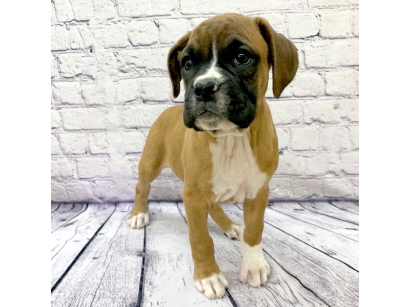 Boxer Puppy Fawn / White ID:7543 Located at Petland Ashland, Kentucky