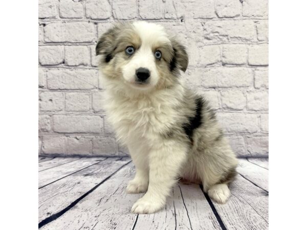 Miniature Australian Shepherd DOG Male Blue Merle 7541 Petland Ashland, Kentucky