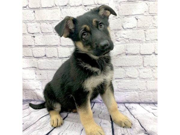 German Shepherd Dog DOG Female Black / Tan 7540 Petland Ashland, Kentucky