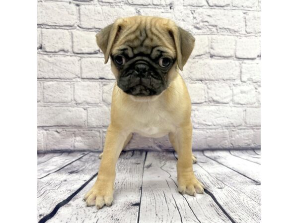 Pug DOG Male Apricot Fawn 7539 Petland Ashland, Kentucky