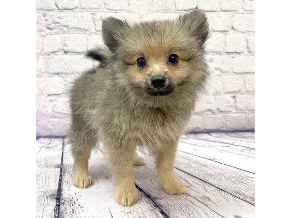 Pomeranian-DOG-Male-Orange Sable-7538-Petland Ashland, Kentucky