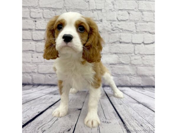 Cavalier King Charles Spaniel DOG Male Blenheim 7537 Petland Ashland, Kentucky