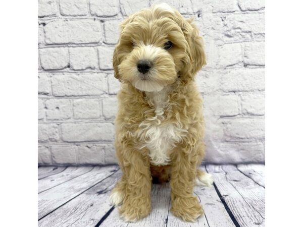 Cock A Poo-DOG-Male-Red-7536-Petland Ashland, Kentucky