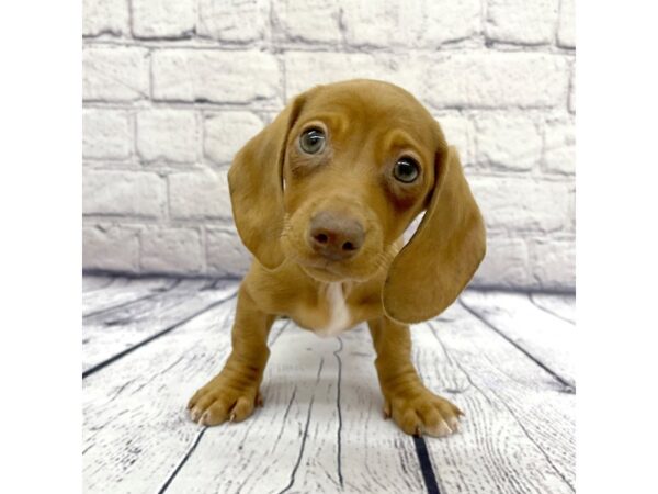 Dachshund DOG Female Tan 7535 Petland Ashland, Kentucky