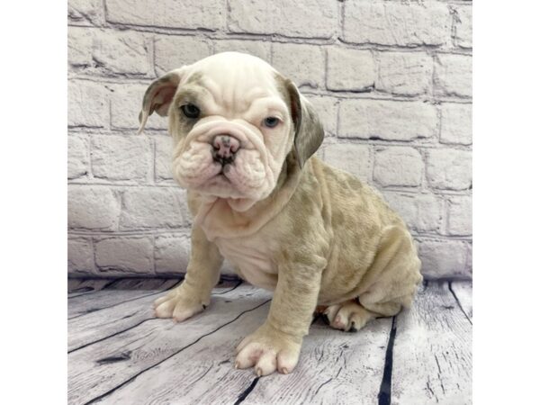 Bulldog-DOG-Male-Red Merle-7534-Petland Ashland, Kentucky