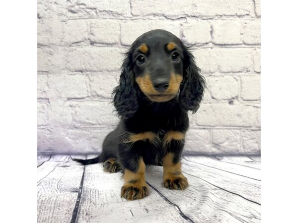 Dachshund DOG Male Black / Tan 7533 Petland Ashland, Kentucky