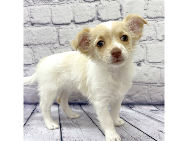 Chihuahua DOG Female Fawn 7532 Petland Ashland, Kentucky