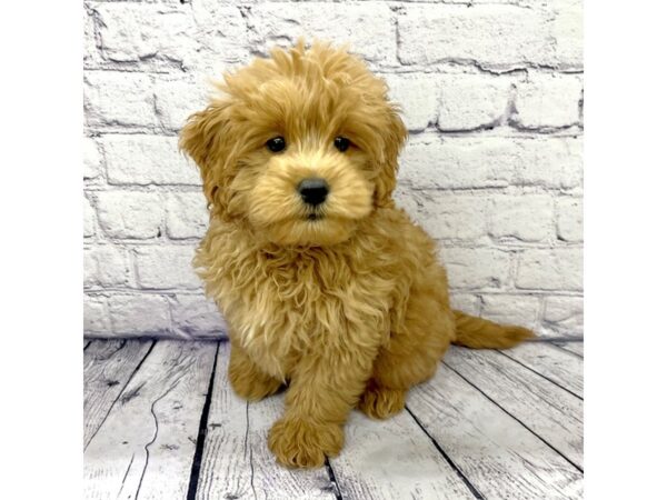 Goldendoodle Mini DOG Male Red 7530 Petland Ashland, Kentucky