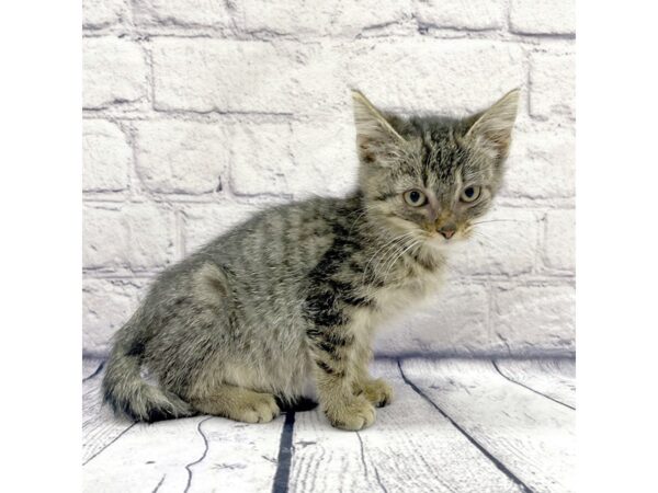 Adopt A Pet Kitten CAT Female Tabby 7528 Petland Ashland, Kentucky