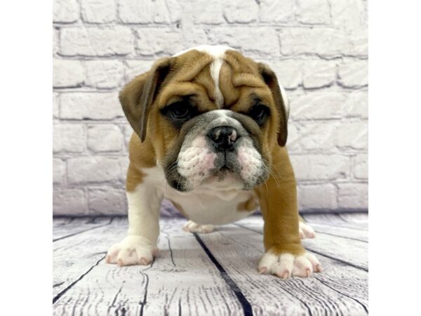 English Bulldog-DOG-Male-Red / White-7520-Petland Ashland, Kentucky