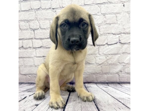 English Mastiff DOG Female Fawn 7527 Petland Ashland, Kentucky