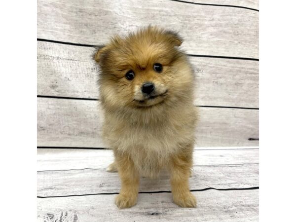 Pomeranian-DOG--Red-7553-Petland Ashland, Kentucky