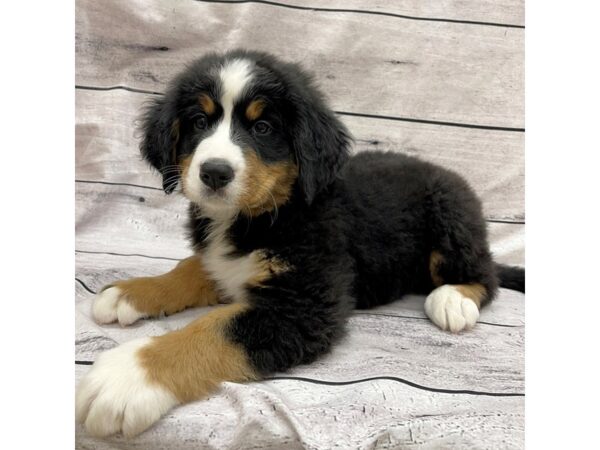 Bernese Mountain Dog-DOG-Male-Black Rust / White-7552-Petland Ashland, Kentucky