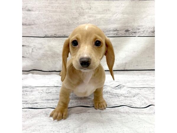 Dachshund DOG Female Cream 7551 Petland Ashland, Kentucky